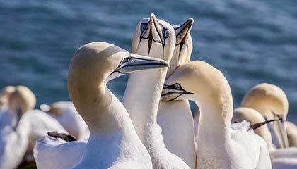 ayx爱游戏_ 威廉姆斯高效得分，雷霆击败火箭，展现新星潜力，威廉游戏解说