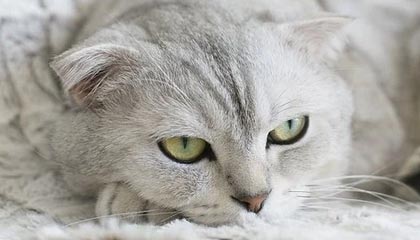 英超冠军争夺：悬念激烈，精彩纷呈！，英超冠军分析