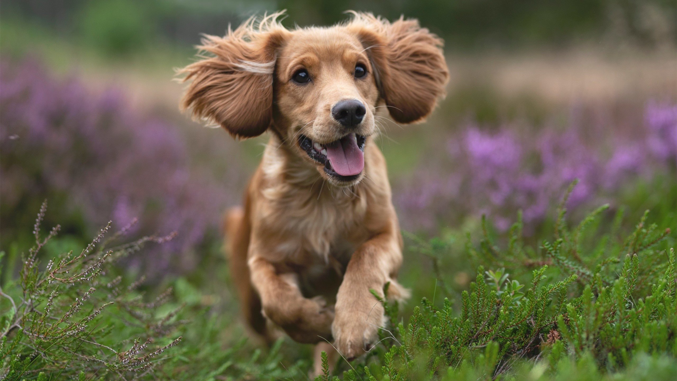 _城市天际线滑索:悬空飙速,惊心动魄_,城市天际线拖拽道路