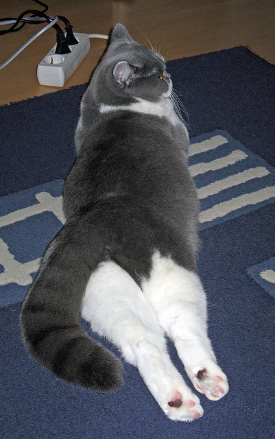 “足球赛事直播平台技术革新,观赛体验全面升级”,足球比赛视频直播平台