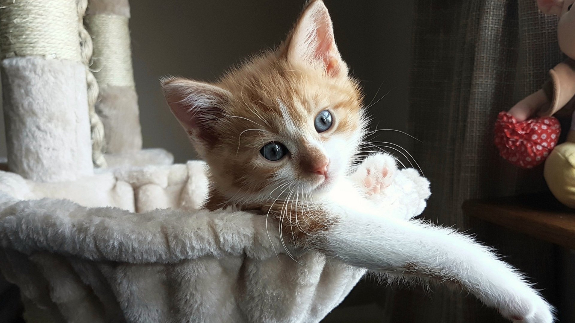 伊朗队在巴黎奥运会比赛中展现出高效的快攻配合，伊朗 奥运