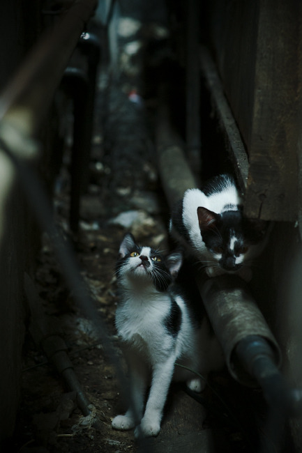 国际滑联认可新动作,中国花滑组合创新成功,国际滑联花样滑冰大奖赛