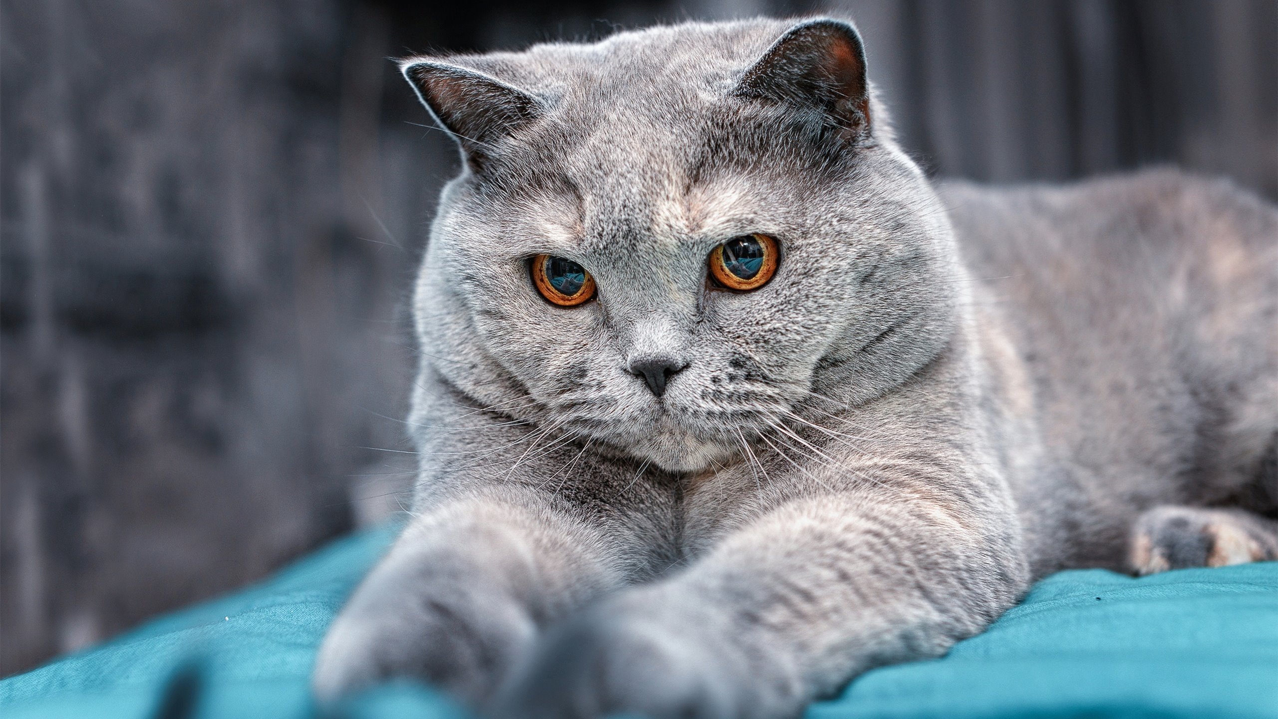 赛场“绝杀神器”：最佳射手的最后一击，职业赛常用射手