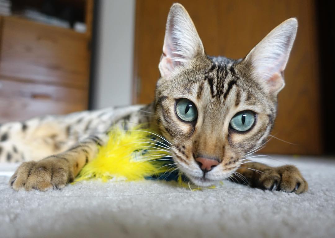 赛场“花式”进球大赏:欧冠最美瞬间集锦,欧冠十大进球视频