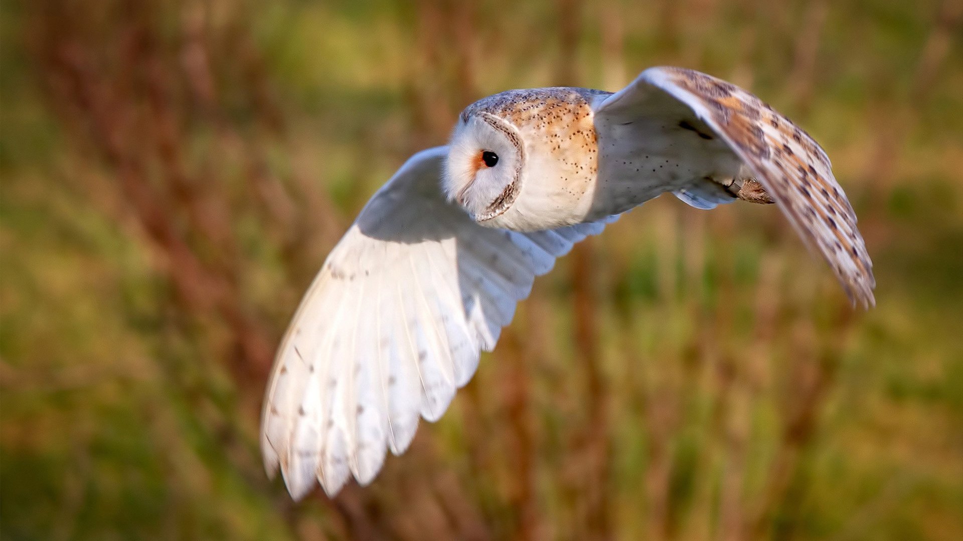 赛场“花式秀技”:突破、传球、扣篮全纪录,篮球花式扣篮