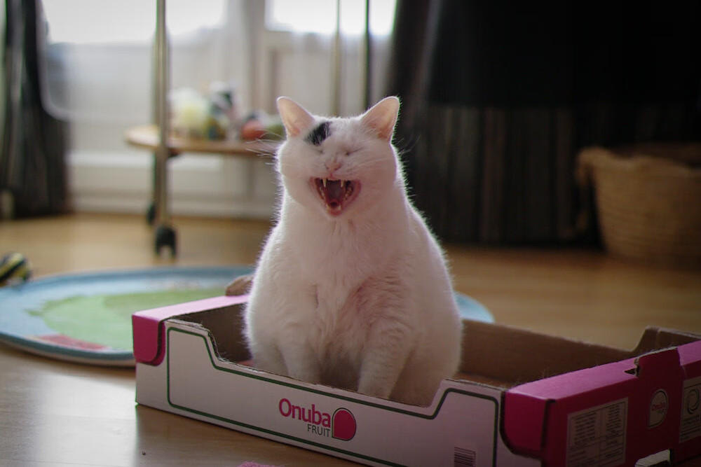 追梦之旅:当红新星的成长时光,2021追梦之旅