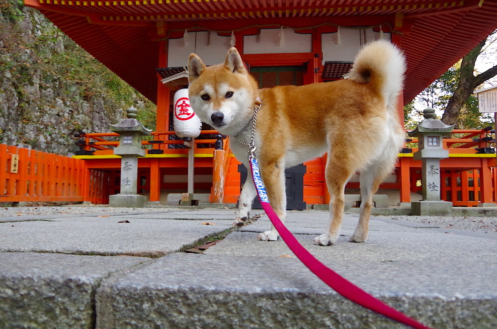 Astralis 在 IEM Rio Major 中表现出色,astralis拿过几个major