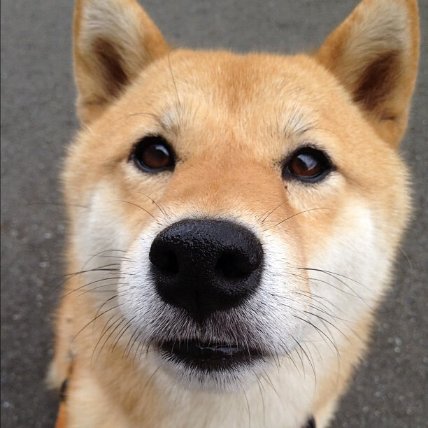 南安普顿防线稳固,力求保级,南安普顿是什么意思