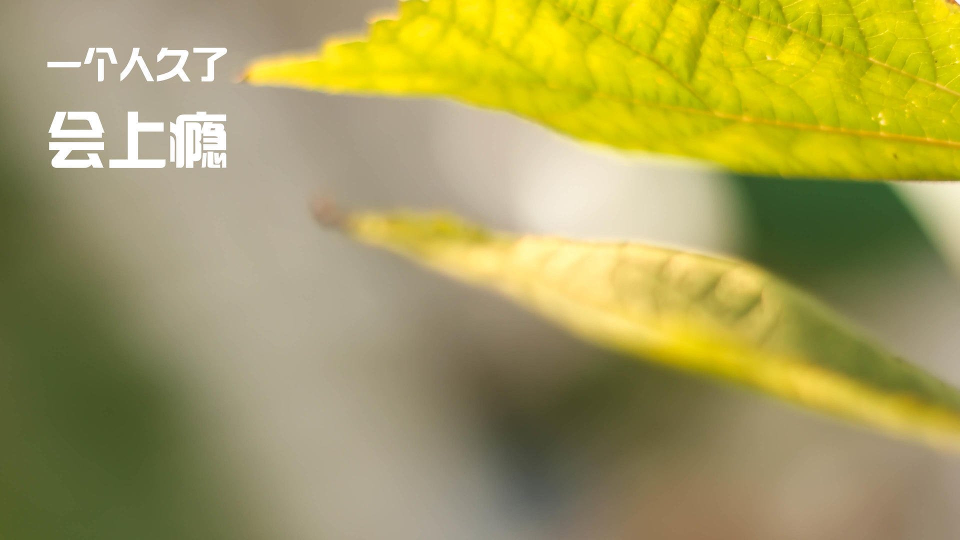 土耳其队取得欧洲杯正赛资格，实力引人注目，土耳其队欧洲杯预赛小组赛成