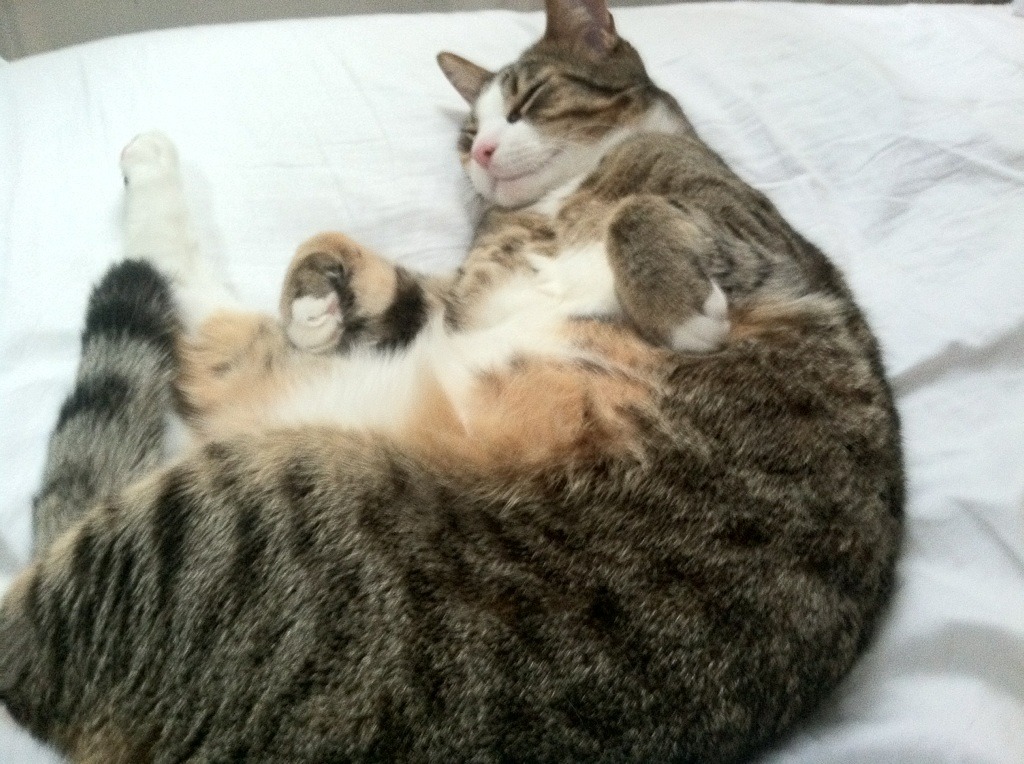 奥运之光:英格兰门将五连扑救,英格兰门将新星