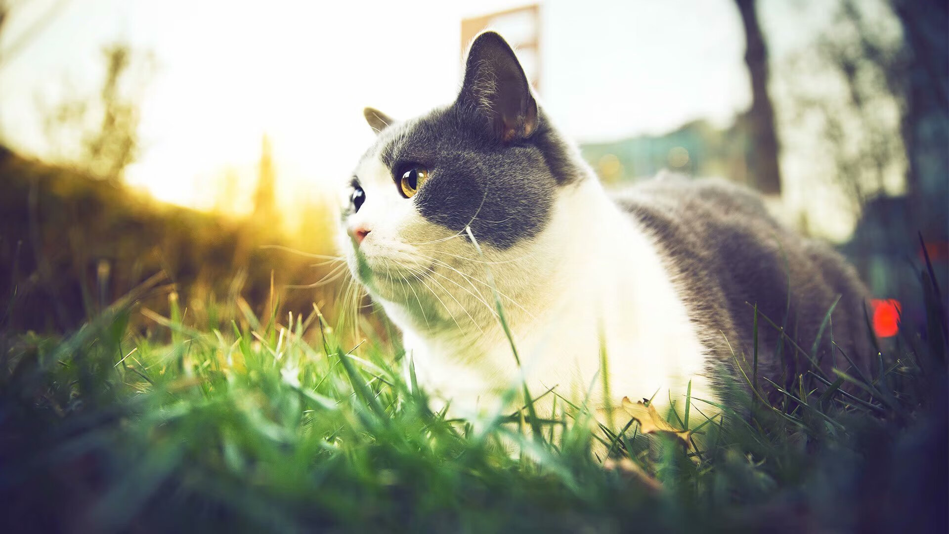 德国马术协会举办国际马术科技大会,推动行业技术交流与合作。