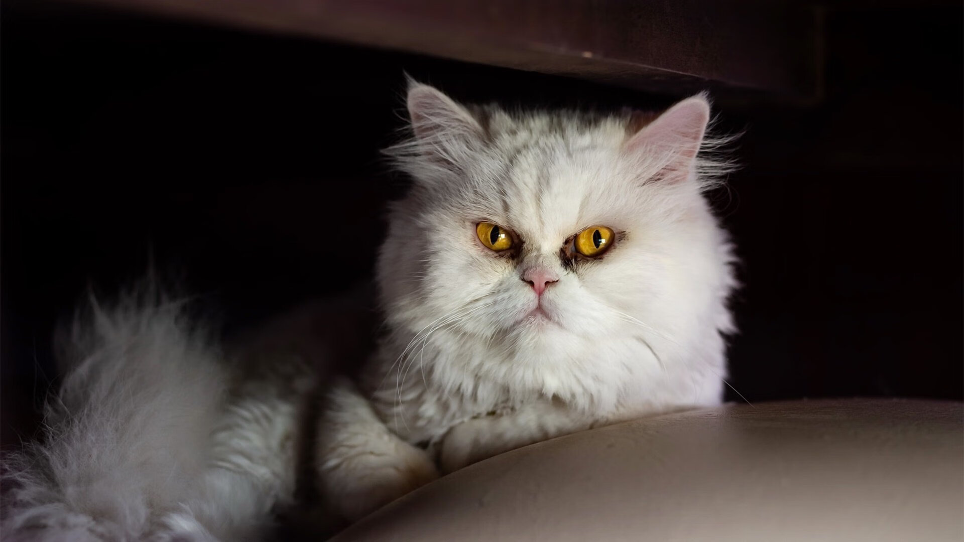 曼城核心缺席关键战，英超豪门备战困难，英超球队曼城