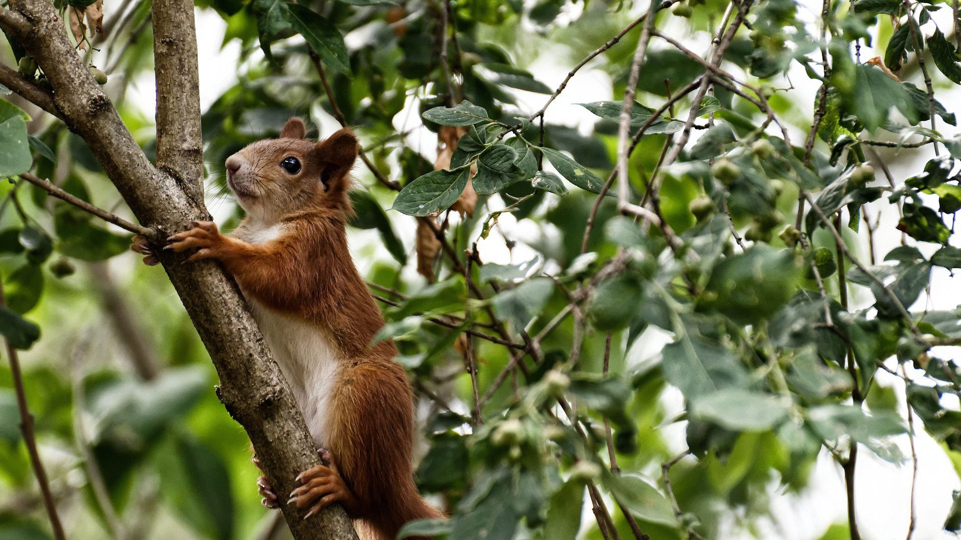 网络直播收视率破纪录，足球比赛热度飙升，足球比赛收视率排名