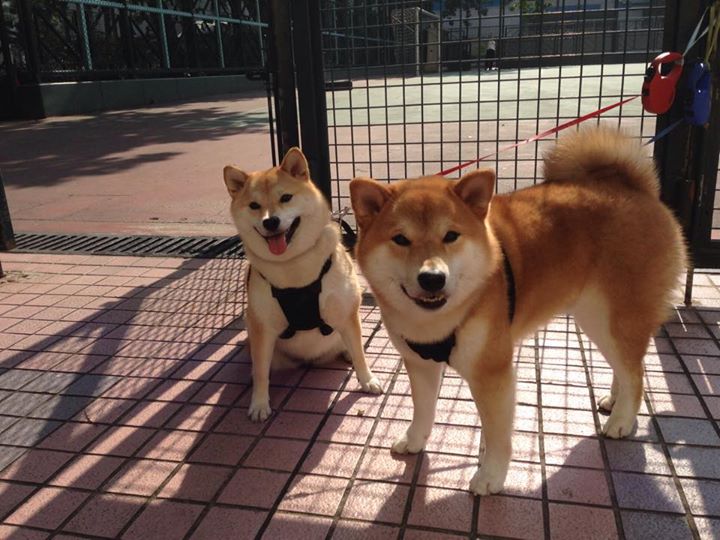 莱斯特城防线坚固，力求在英超立足，莱斯特城英超战绩