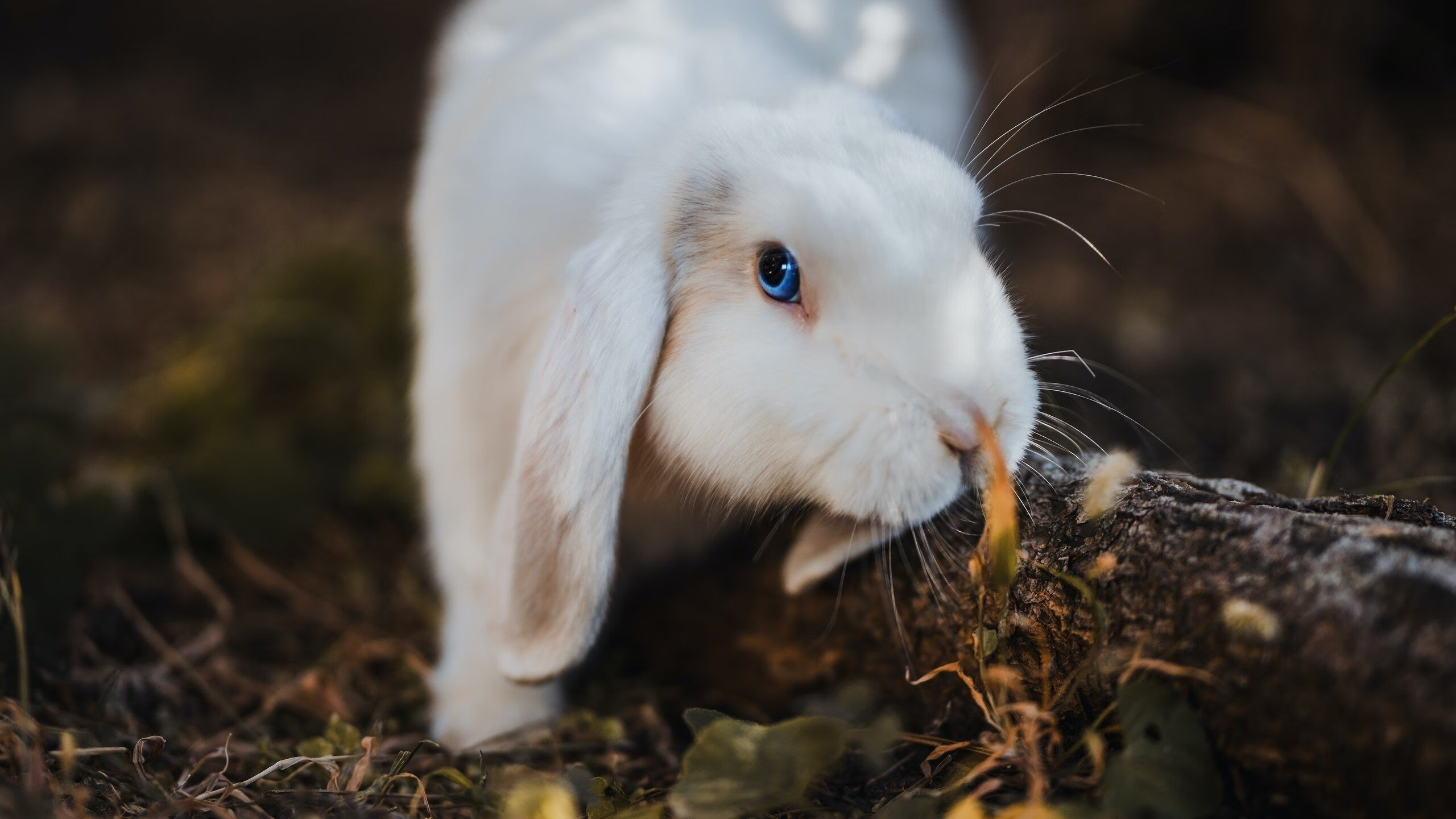 转会风云波澜 选手用行动诠释勇气,转会风云edg