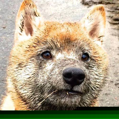 转播商是否对联赛内容操控过多,转播赛事可以收费吗