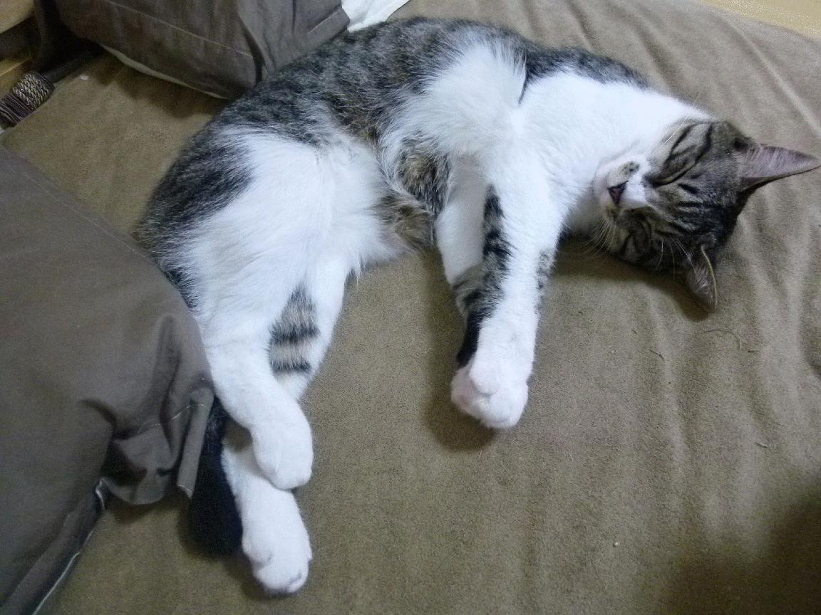 亚冠联赛国家队爆冷 球迷分析战术漏洞，亚冠联赛扩军