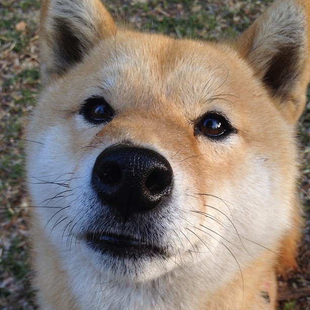 蝶泳冲刺阶段划频显著提升，蝶泳规则
