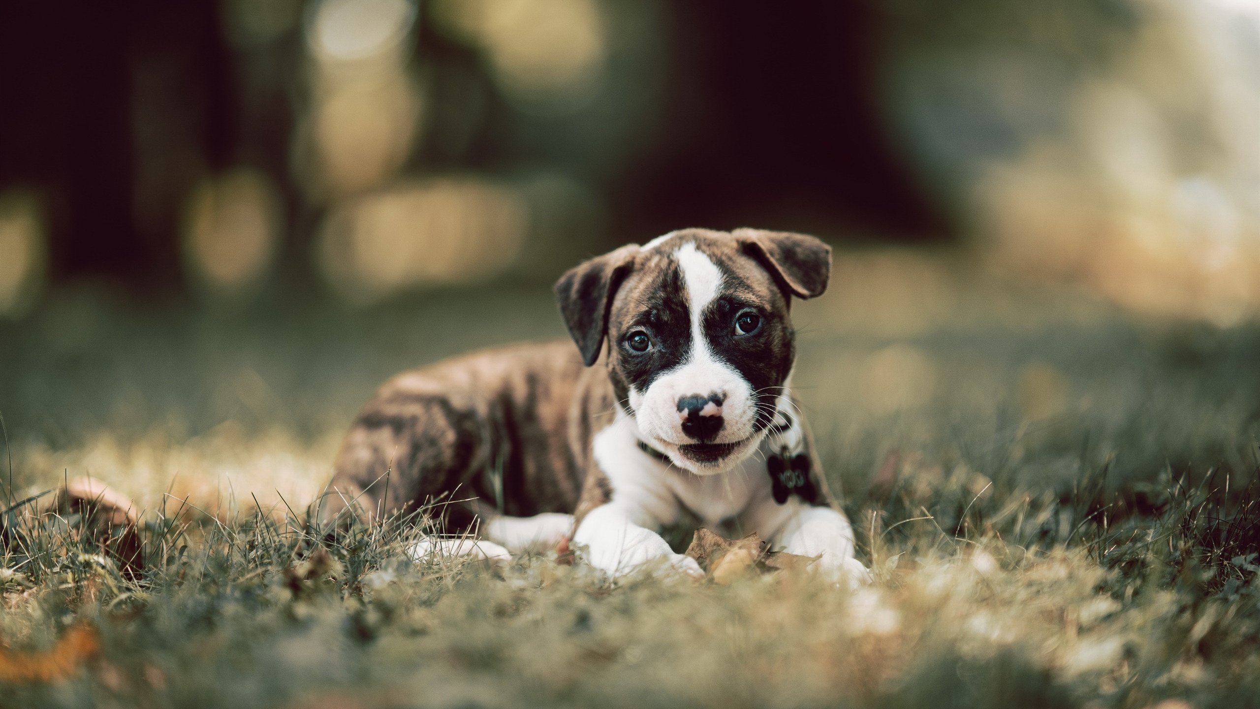 拉尼·帕利斯特赛后谈心路历程，帕尼尼利拉德