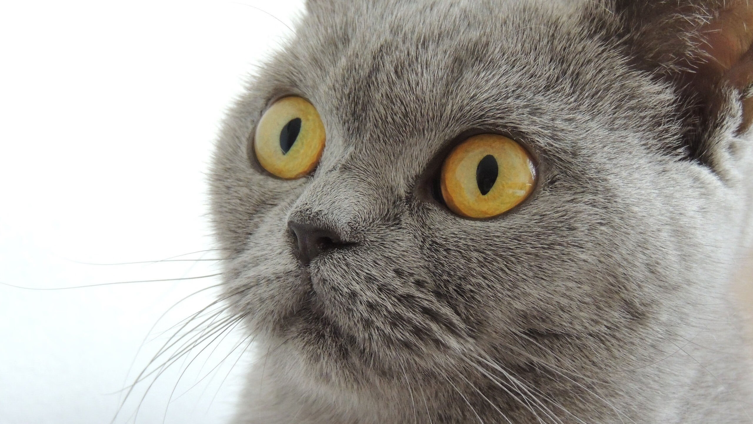 球队引入高强度间歇训练法,体能水平提升显著,高强度间歇训练动作大全